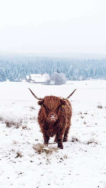 Highland cow, Lush meadows, Gentle soul, Timeless grace HD phone wallpaper