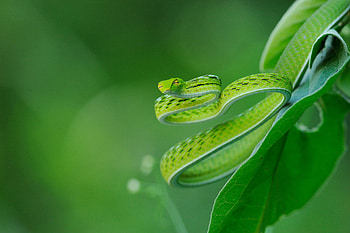 Green snake wonders, Serpentine shades, Nature's gem, Reptilian beauty HD wallpaper