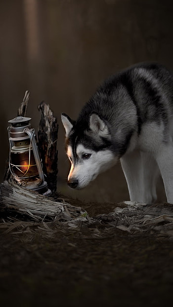 lantern, baby animal, puppy, dog, Animal, husky HD phone wallpaper