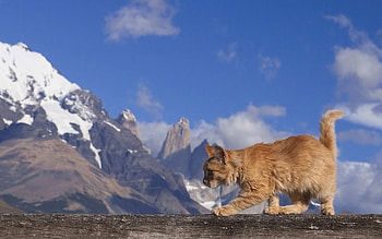 Animals, Cat, Stroll, Redhead HD wallpaper