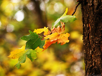 Plants, Leaves HD wallpaper