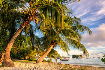 Beach, palm tree, Summer, Sunset, Paradise, Sea, Fantastic HD wallpaper