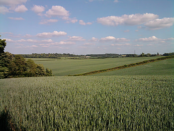 Open fields, crops, scenery, green, clouds, fields, sky, grass HD wallpaper