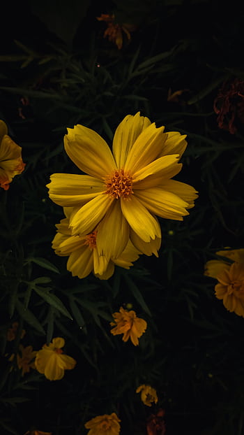 Captivating yellow cosmos flowers bloom against a dark backdrop. Perfect for vibrant nature graphy. HD phone wallpaper