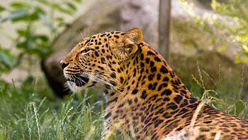 Leopard, animal, tiger, spots HD wallpaper