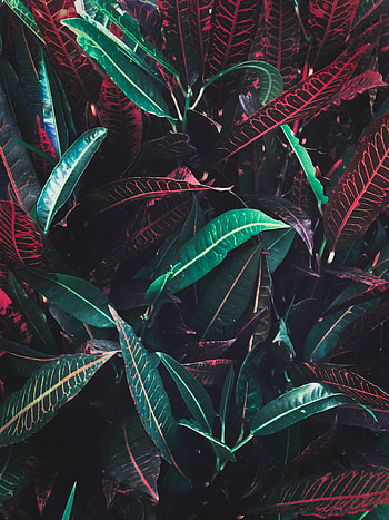 Leaves, Plant, Miscellanea, Miscellaneous, Veins HD phone wallpaper