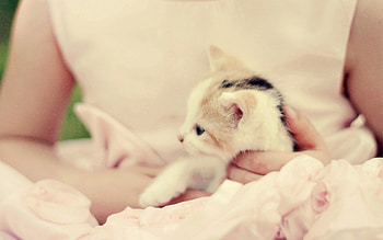 Animals, Kitty, Kitten, Spotty, Spotted, Hands, Care HD wallpaper