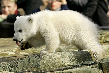 Cute Knut at Berlin zoo, berli, bear, polar, cute, zoo HD wallpaper