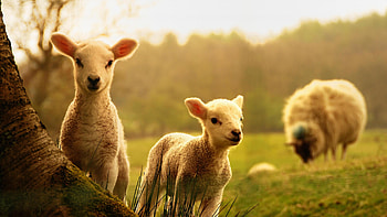 Full sheep , High-quality , Perfect for background, Beautiful visual experience HD wallpaper