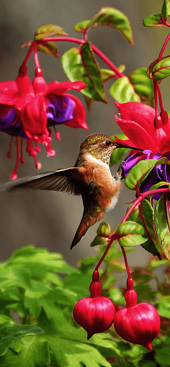 Stunning , Mesmerizing hummingbird, Nature's beauty, Delicate creature HD phone wallpaper