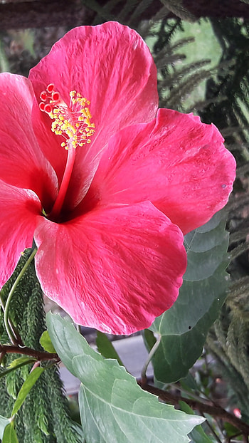 Hibiscus, Adorable Red Flower HD phone wallpaper