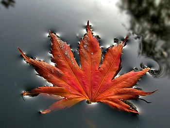 Autumn Leaf, autumn, leaf, in water HD wallpaper