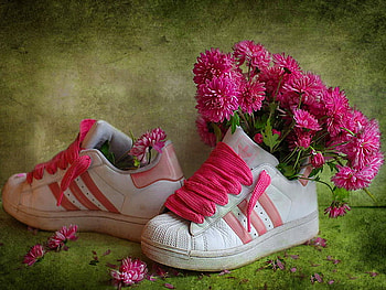 Sport flowers, pink, petals, funny, flowers, sport HD wallpaper