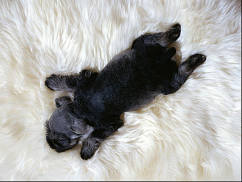 i-love-this-little-guy, dog, sweet, animal, white, black, fun, cute, puppy, cuddly, adorable HD wallpaper