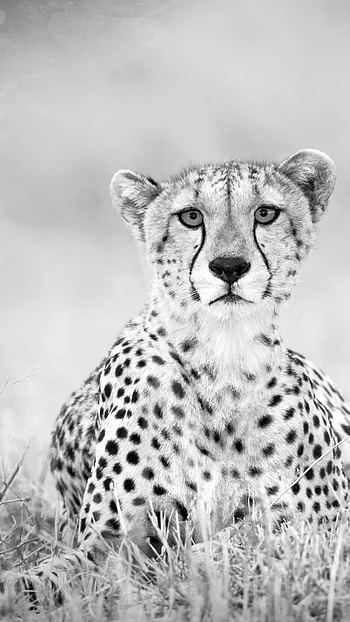 Animal cheetah, Widely recognized, Beautiful and fierce, Iconic African predator HD phone wallpaper