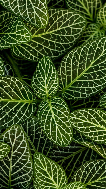 Green leaf , Vibrant nature HD phone wallpaper