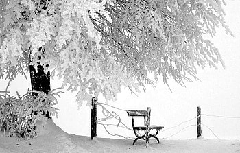 The wait, winter, bench, frost, snow, cold, empty, tree HD wallpaper