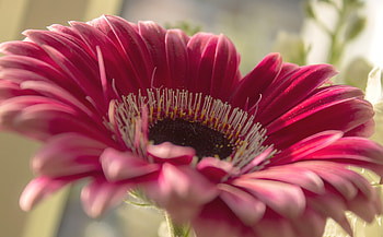 Flower, Macro, Petals, Gerbera HD wallpaper