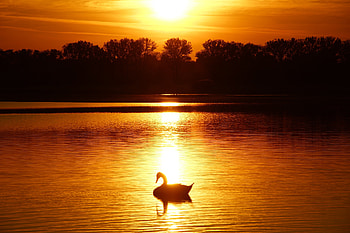 Nature, Trees, Sunset, Horizon, Swan, Pond HD wallpaper