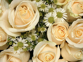 White Roses, white, roses, pretty, nature, flowers HD wallpaper