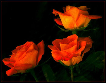 three orangish roses, plants, soft, delecte, nice, rose, blossoms, bud, nature, flowers, blooms, lovely HD wallpaper