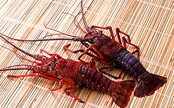 Animals, Crayfish HD wallpaper