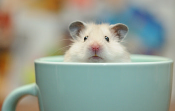 Sitting in a cup, Hamsters HD wallpaper
