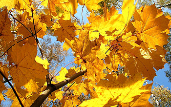 Nature, Leaves, Branch, Dry, Maple HD wallpaper
