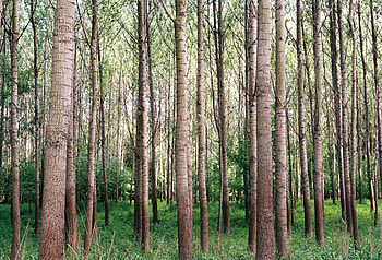 Nature, Trees, Grass, Forest HD wallpaper