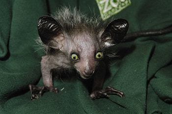 Aye Aye , Unique primate species, Exotic animal backgrounds, Nature's wonders HD wallpaper