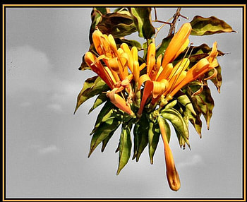 beautiful orange, colorful , nice pix HD wallpaper