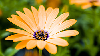 Plants, Flowers HD wallpaper