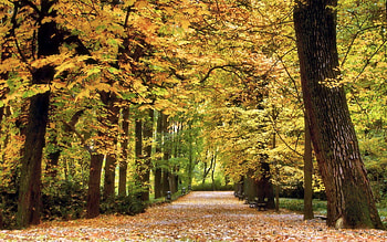 Landscape, Nature, Trees, Autumn HD wallpaper
