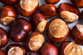 High-quality chestnut , , Erofound, Stunning visuals HD wallpaper