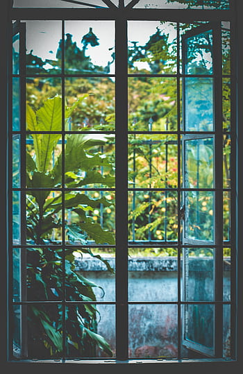 Lush garden seen through a metal-framed window with reflections and greenery. HD phone wallpaper