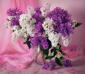 On pink, white, drapery, lilacs, vase, beauty, purple, pink, flowers, fragrant HD wallpaper