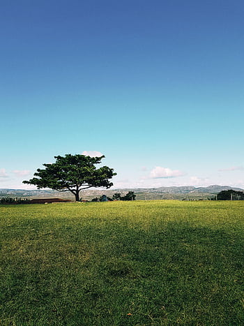 A lone tree in the green fields of Milho Verde, Brazil, under a clear blue sky. HD phone wallpaper