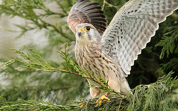 Animals, Bird, Wood, Tree, Predator, Wings, Wave, Sweep HD wallpaper