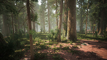 Enchanting UE4 forest, Redwood wonderland, Nature's majesty, Tranquil scenery HD wallpaper