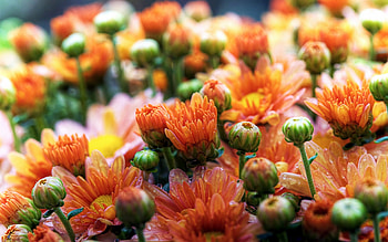 Daisies, daisy, beautiful, nature, flowers HD wallpaper