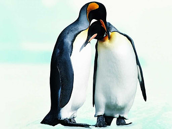 Little Romance, winter, penguins, snow, hug, romance, ice HD wallpaper