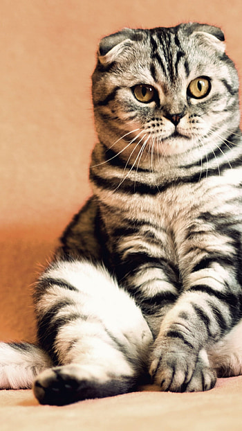 Scottish Fold, Gray and black cat, Funny mammal, Cool HD phone wallpaper
