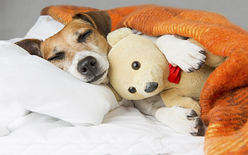Jack Russell Terrier, Jack, Dog, Terrier, Russell HD wallpaper