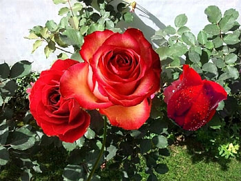 Roses Bloom, pink, leaves, roses, petals, green, nature, flowers, bloom HD wallpaper
