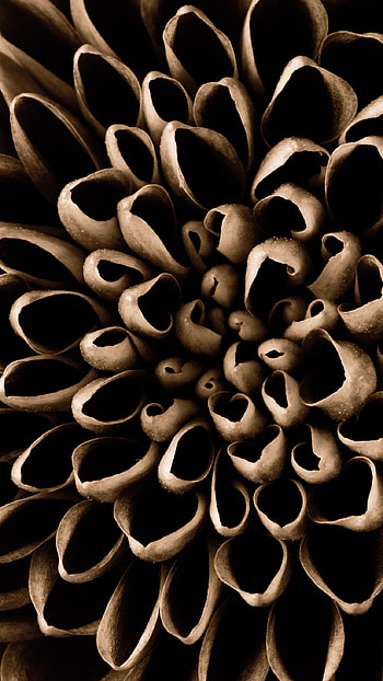 Brown, Design HD phone wallpaper