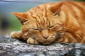 Animals, Cat, Muzzle, Thick, Fat, Sleep, Dream HD wallpaper