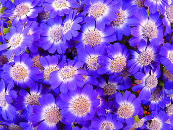 PURPLE HAZE, purple, plant, flowers, pretty HD wallpaper