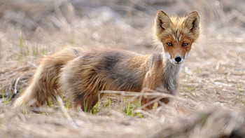 Artic Fox, dog, fox, snow, Artic HD wallpaper