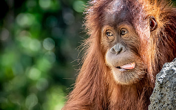 Orangutan, Close-up encounter, Funny antics, Wildlife graphy HD wallpaper