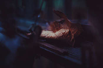 Drops, Dark, Close-Up, Sheet, Leaf, Dry HD wallpaper